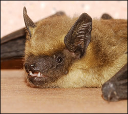 bat removal Cherry Hill