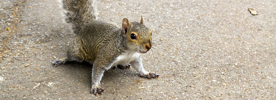squirrel control Cherry Hill