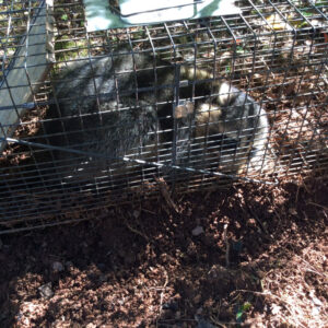 Wildlife Removal in Cherry Hill NJ
