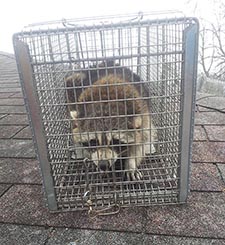 raccoon removal Cherry Hill