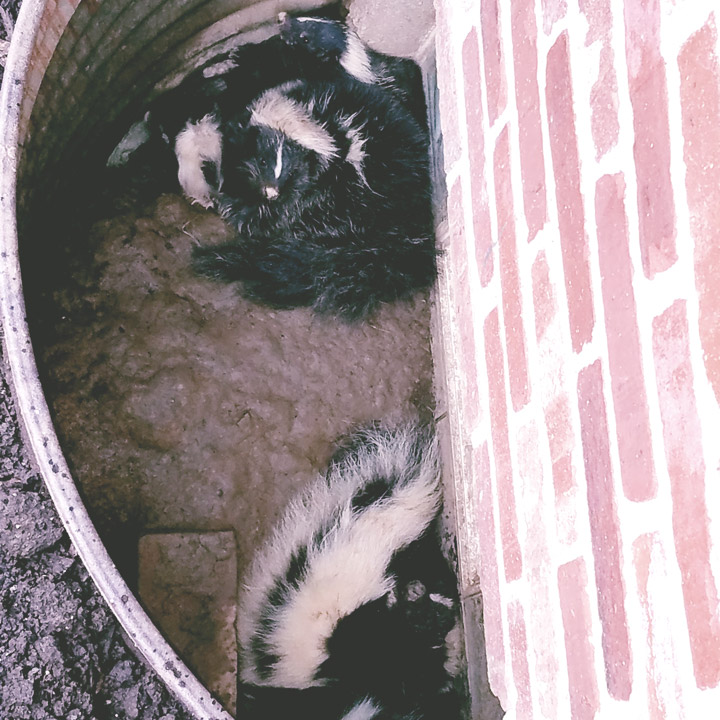 Repair damage from skunks in Cherry Hill
