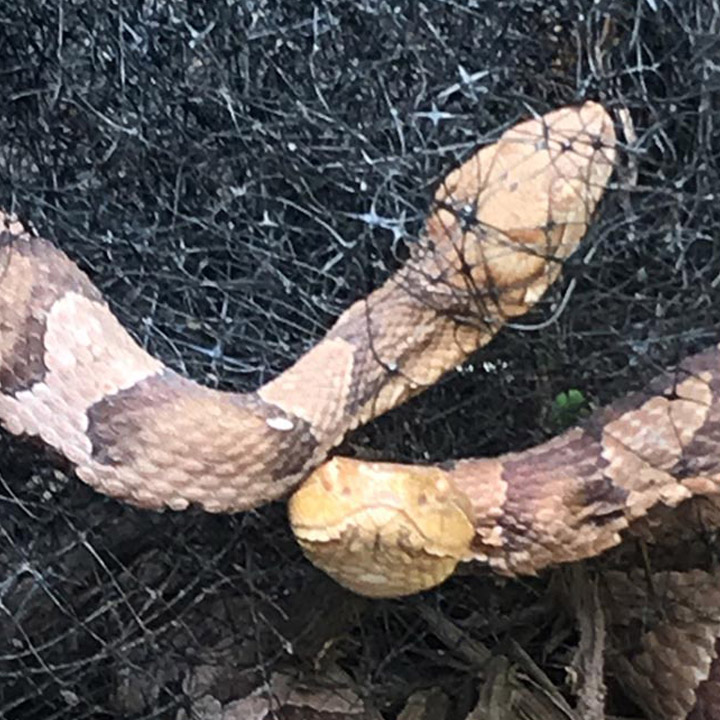 Snake Removal in Cherry Hill