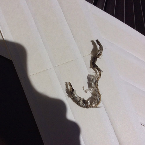 Snakes in Cherry Hill Home